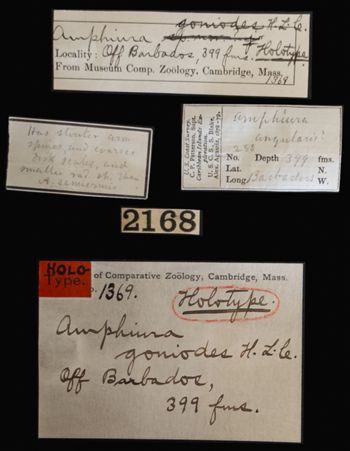 Media type: image;   Invertebrate Zoology OPH-1369 Aspect: labels